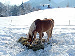 Winter auf dem Bachbauernhof im Bayerisch Gmain